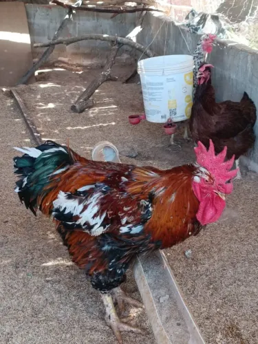 Pintinhos e frangos GSB Balão Sertanejo