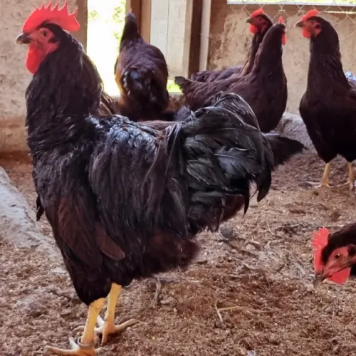 Rhode Island Red - Ovos Férteis