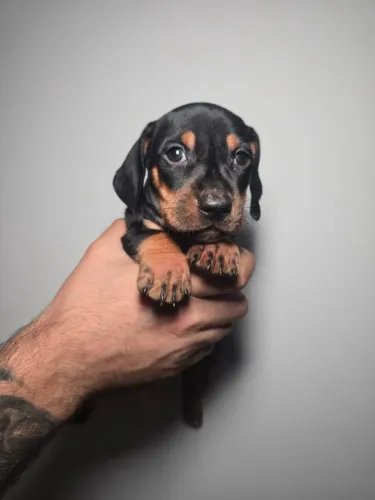 Dachshund, salsicha, Basset, teckel cofap