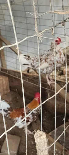 Ganizé ovos azuis raro