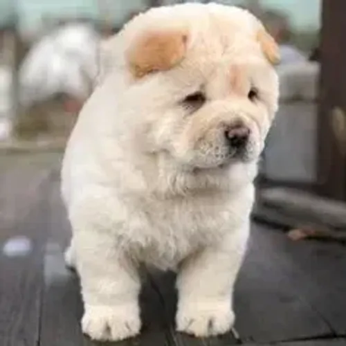 Chow Chow,Chow Chow Filhote Top Padrão da Raça