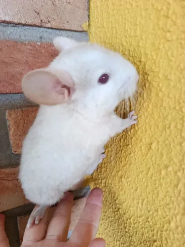 Chinchila (filhote)