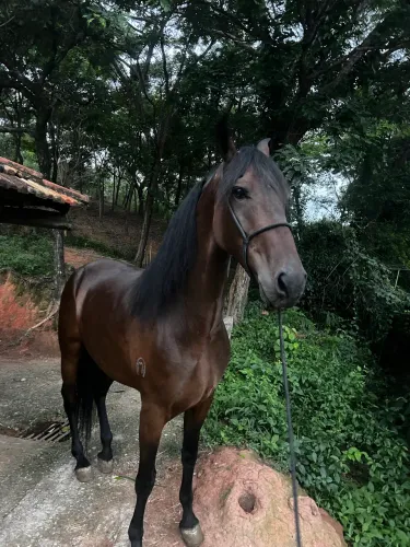 Cavalo 
