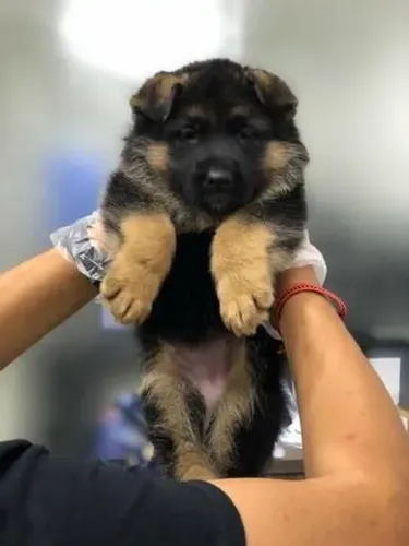 Pastor Alemão Macho Excelente Guarda e Companhia | Suporte Veterinário