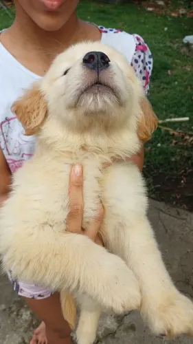 Golden Retriever