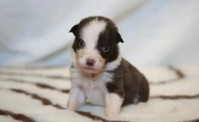 Filhotes de Border Collie | Uma nova companhia pode trazer momentos surpreendentes!
