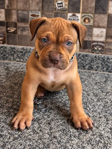 Filhotes Pit Monster - Com Pedigree