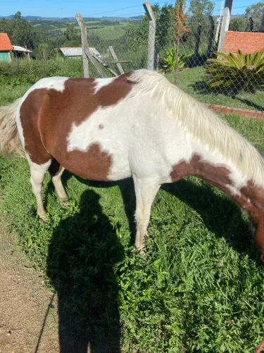 Vende-se cavalo pampa 1500 reias