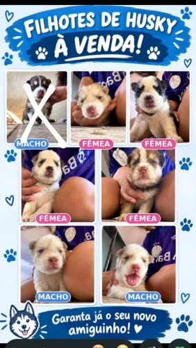 Filhotes de husky siberiano