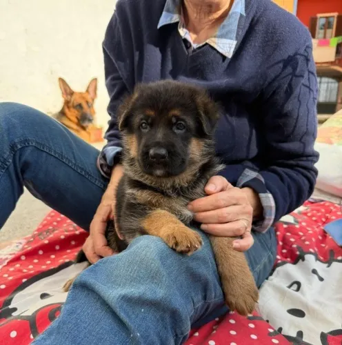 Pastor alemão Seu novo pet está disponível agora