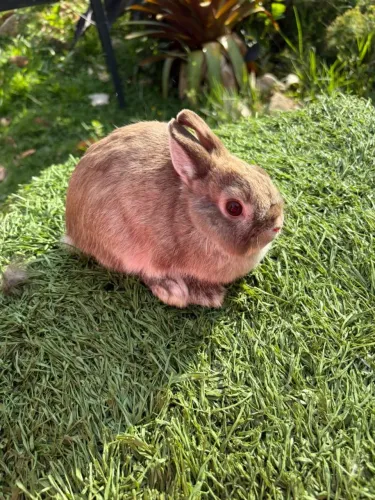 Coelho anão Netherland Dwarf