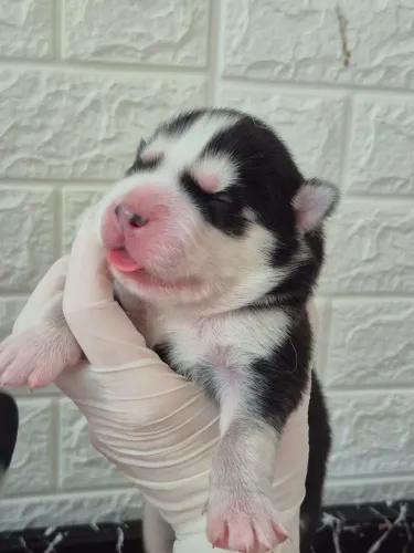 Husky wooly