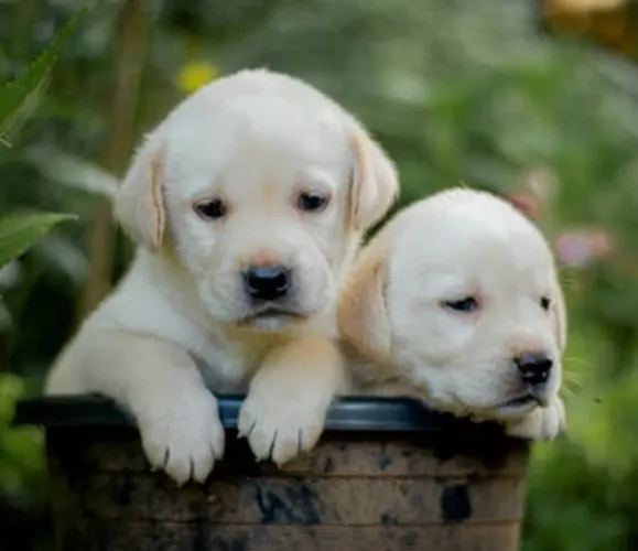 Labrador filhotes disponíveis pedigree opcional fêmeas