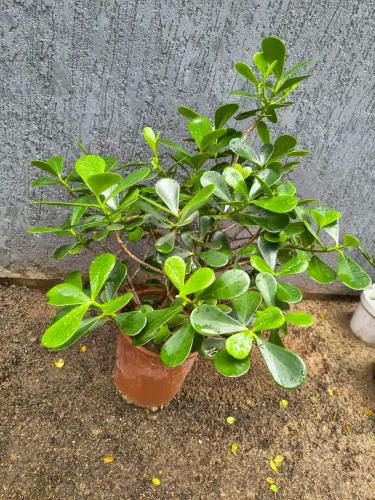 Planta Clusia