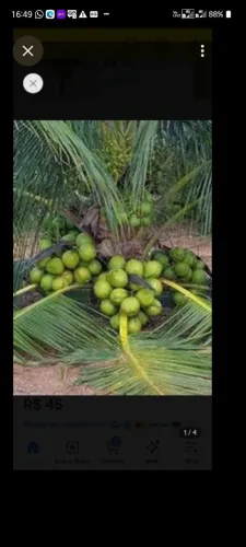 Coqueiro anão bae frutifica com 1 ano e 6 meses