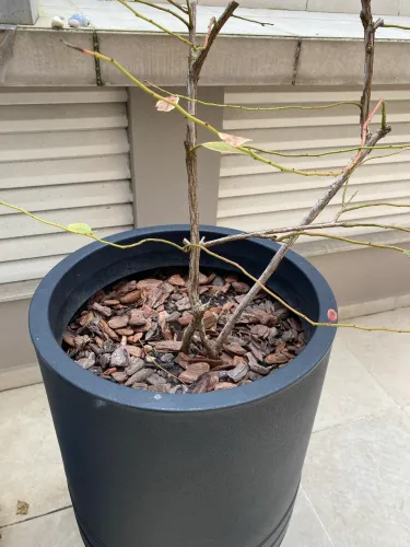 Vaso polietileno preto 160Litros + pé mirtilo em produção
