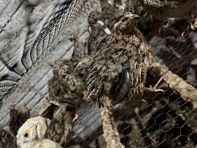 VENDO CODORNAS GIGANTES E CHOCADEIRA