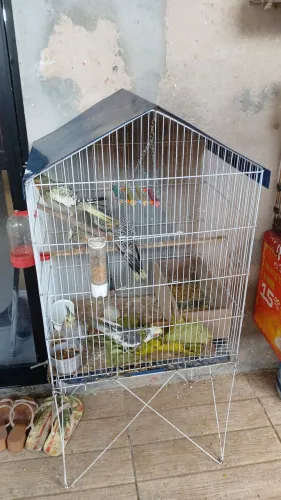 Gaiola para calopsita