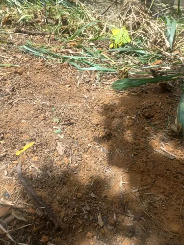 Trabalho com limpeza de terreno chácara etc.
