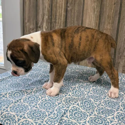 Boxer: O protetor mais amoroso e divertido que sua família pode ter.