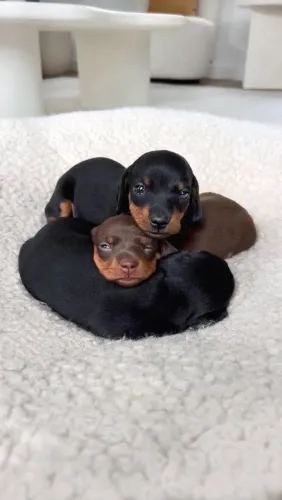 Dachshund