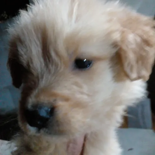 Golden retriver filhotes 