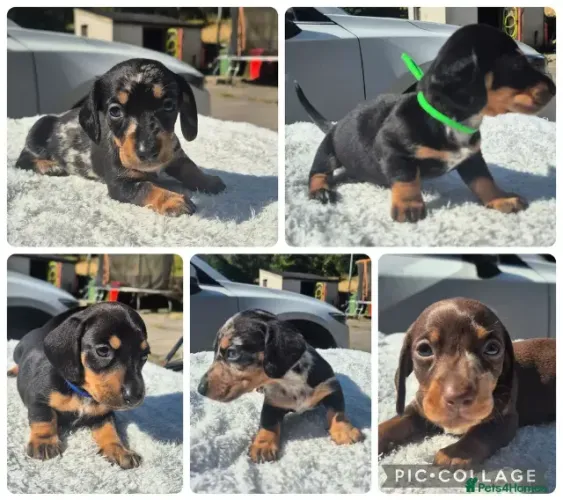 Filhotinhos super dócil Teckel/Dachshund/Salsicha/Salsichinha/Basset/Cofap C:\Users\thafe\