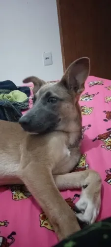 Pastor da Mantiqueira filhote
