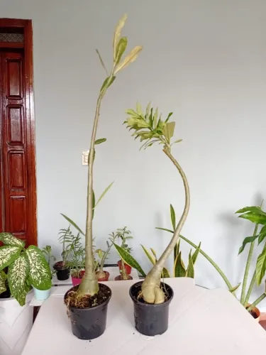 Rosa do Deserto