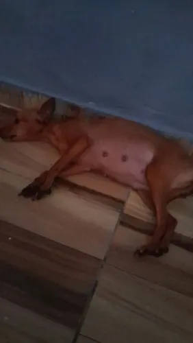 Doa-se um pinscher no bairro de São Caetano