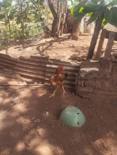 Vendo galinhas indinho gigante