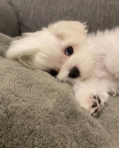 Filhote Maltês, O abraço mais fofinho do mundo está te esperando!