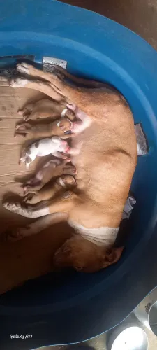 Filhotes pitbull monster