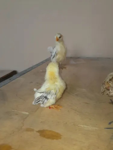 Pintinhos Serama 