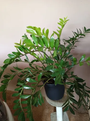 Plantas
