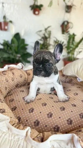 Bulldog francês maravilhosa 