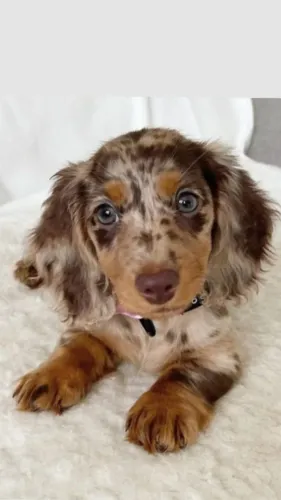 dachshund pelo longo