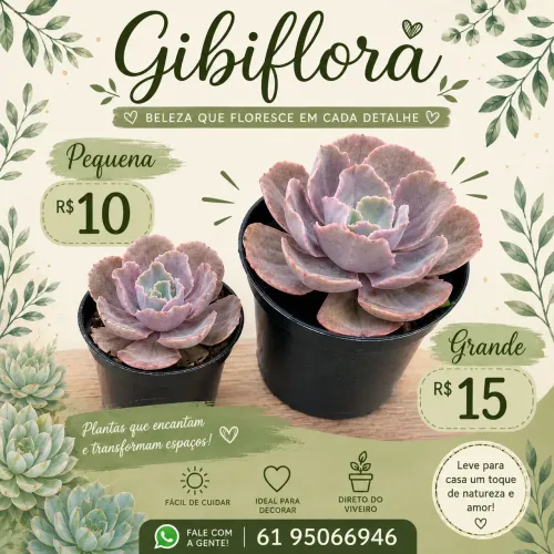 Promoção de Gibifloras saudáveis e grandes!!