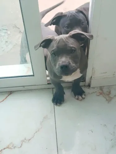 Pitmonster (só o cinza disponível)