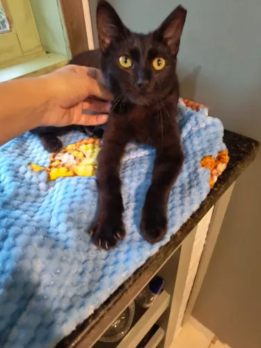 Adoção responsável gatinha preta