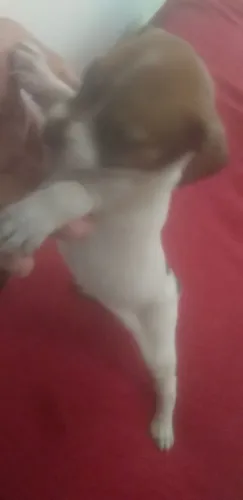 Vendo 350 da raça pinscher fêmea pura Rafa 0 pitoquinha *