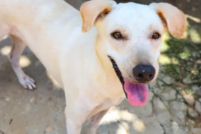 Doo cachorro de pequeno - médio porte