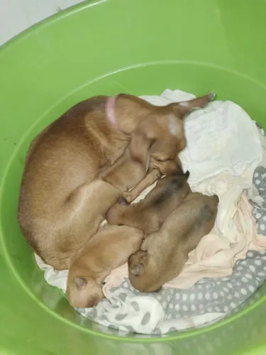 Vendo cachorrinho pischer número 1