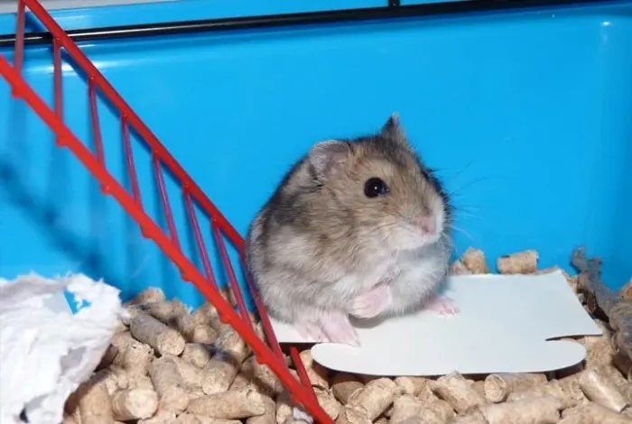 Hamsters anão russo disponíveis! ?