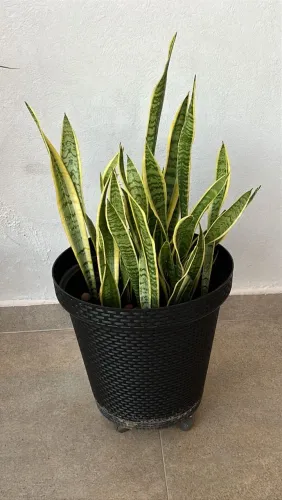 Plantas 