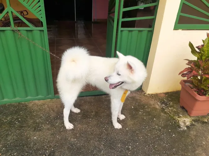 [PROCURO NOVO LAR] MAJESTOSO AKITA INU BRANCO PURO (5ANOS) - EXTREMAMENTE MANSO E ALEGRE