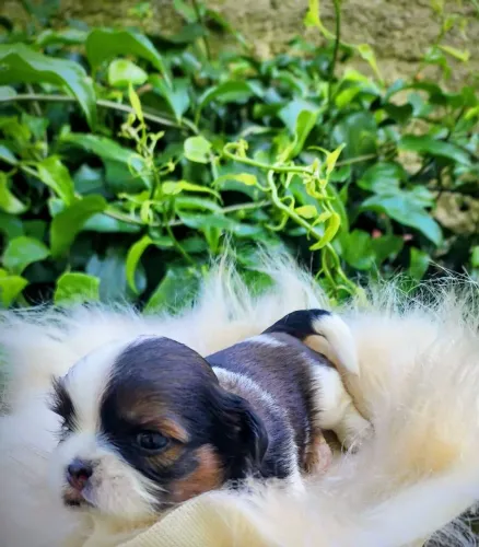 Shih Tzu Fofos Excelente Linhagem