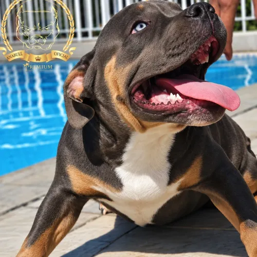 american bully Kennel registrado cnpj