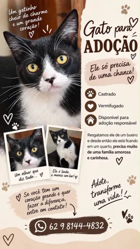 Gatinho para adoção responsável 