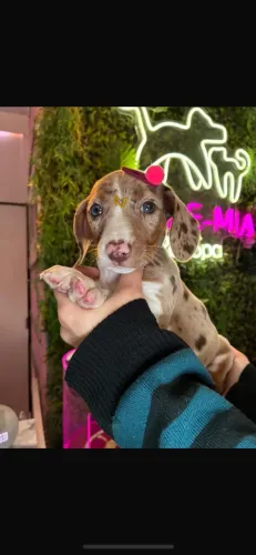 Dachshund lindos e exóticos